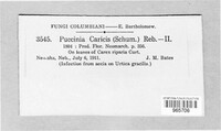 Puccinia caricis image
